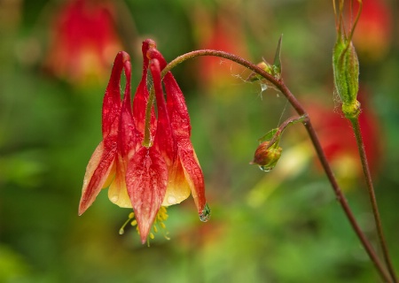 Columbine