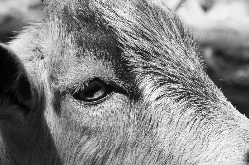 Goat Eye to Eye in Black and White