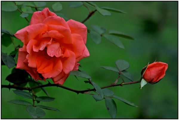 Rose n Bud - ID: 12981214 © VISHVAJIT JUIKAR