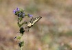 Swallowtail Butte...
