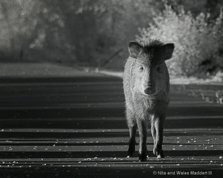 javelina 1