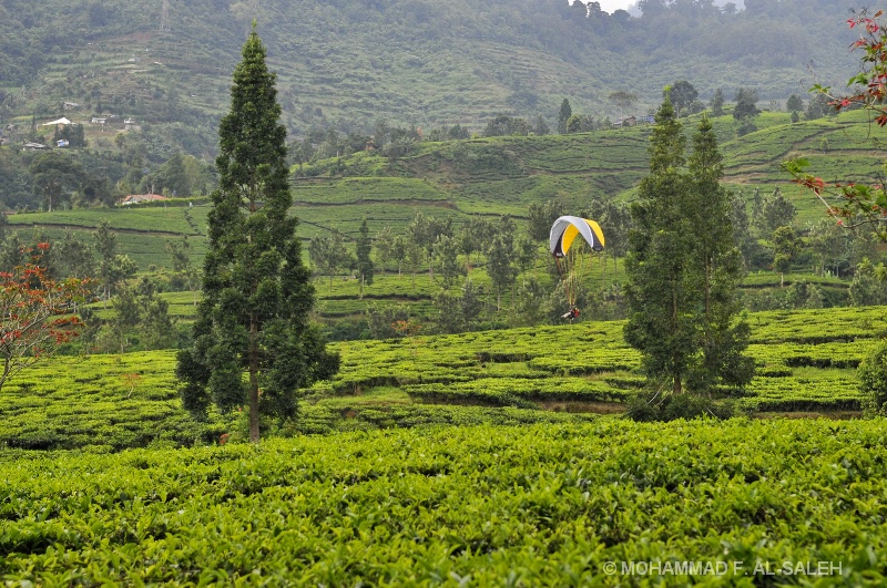 tea plantation, kebun teh, Indonesia 2010.