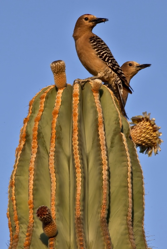 Dad and Mom Gila Woodpeckers