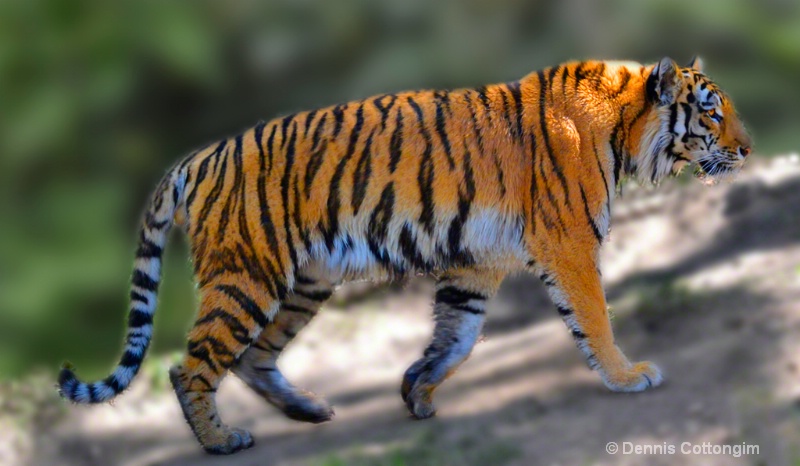 Tiger Revisited