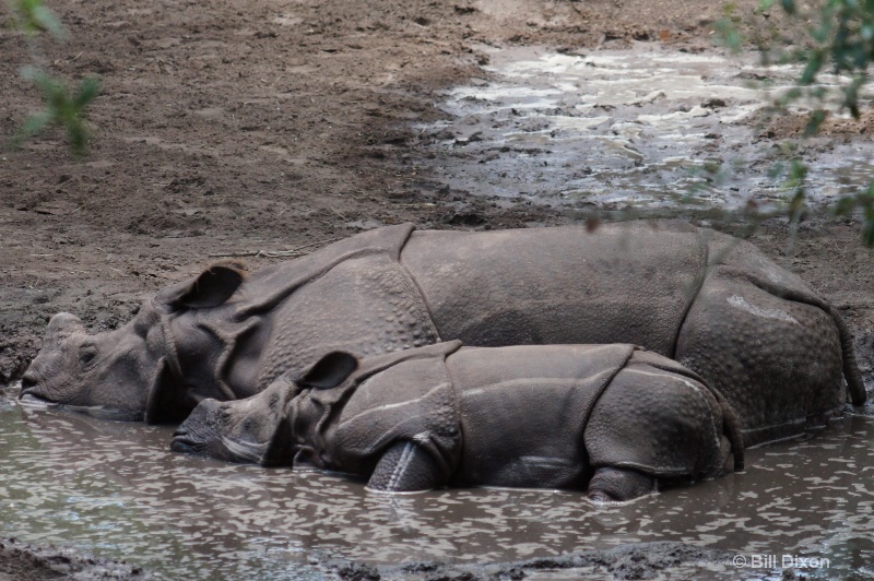 Rhino Mom & Baby Cooling Off