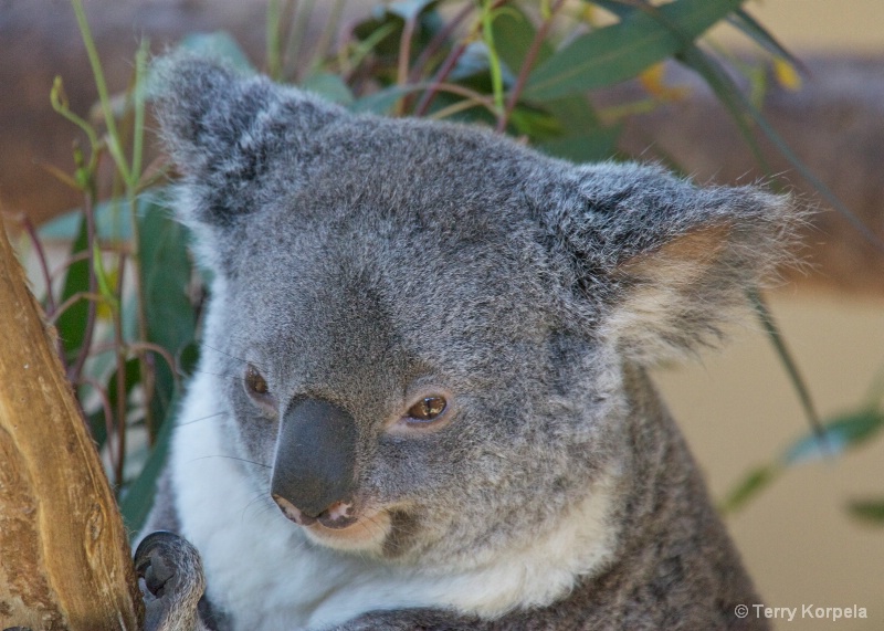 Koala Bear - ID: 12983681 © Terry Korpela