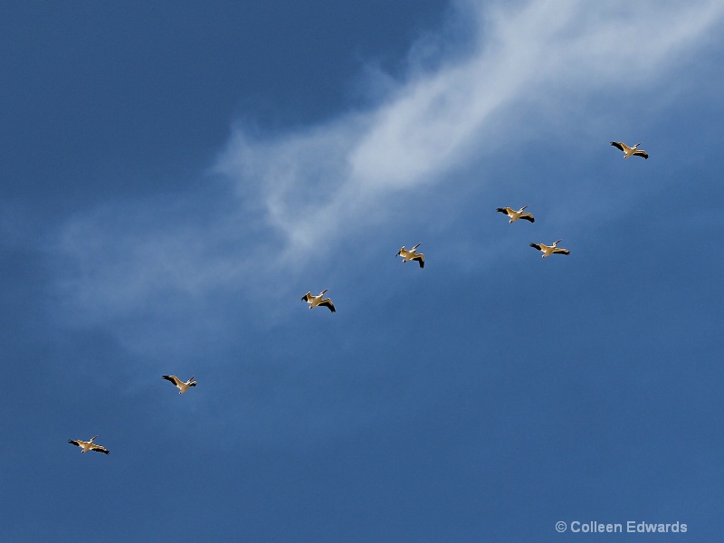 Flight of the Pelicans