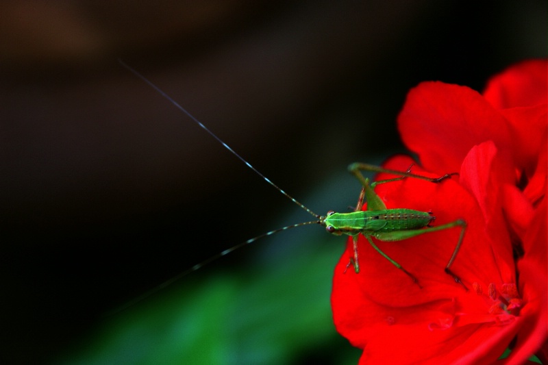 Grasshopper on Geranium