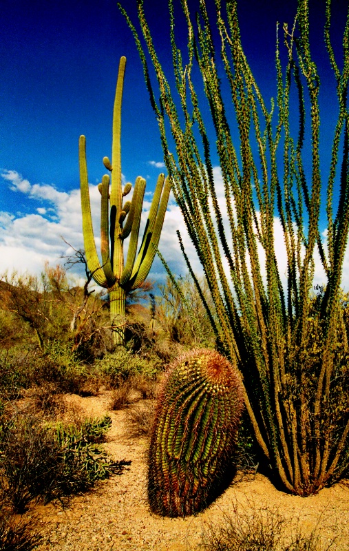 Tucson Mountain Park  Tucson, AZ   I-98-21