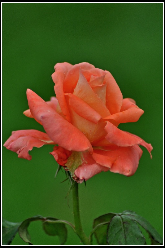 Rose - ID: 12984789 © VISHVAJIT JUIKAR