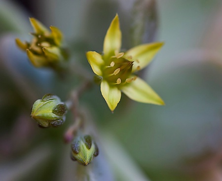 Succulent Spring