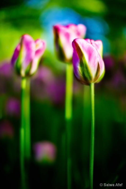 3 Tulips