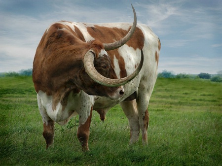 Texas Longhorn