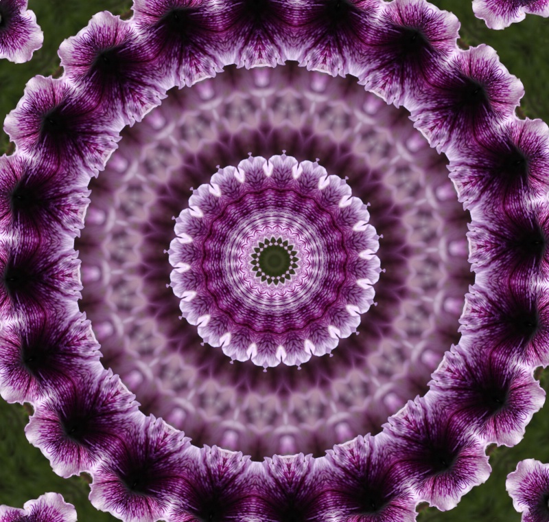 Purple Petunia Kaleidoscope - ID: 12985463 © Theresa Marie Jones