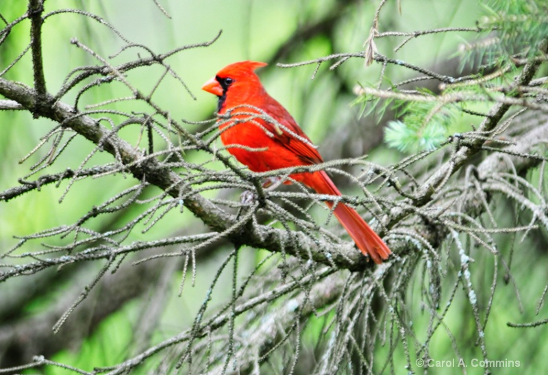 Cardinal #4