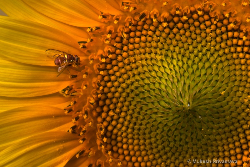 The Bee on Sunflower