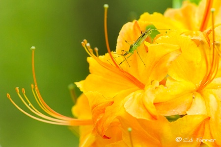 Native Azalea On Blue Ridge Parkway