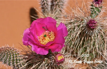 Crepe Paper Cactus