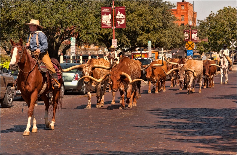Cattle Drive