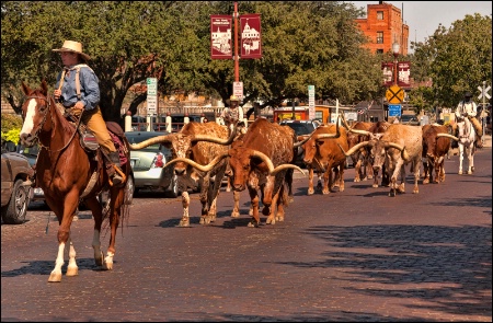 Cattle Drive