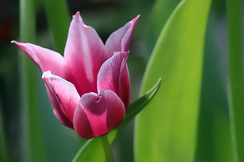 tulip