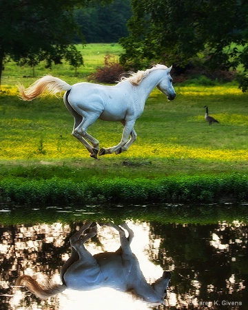 Mirrored Gallop