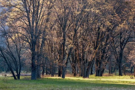 Sidelight on Oaks