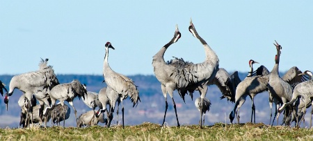 Dancing Cranes