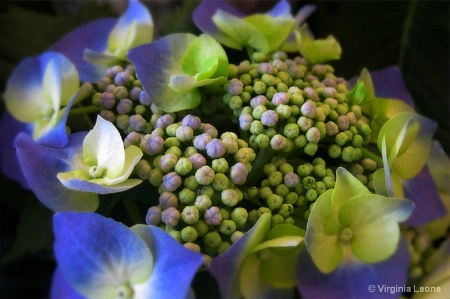 Hydrangea