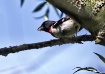 Building a Nest