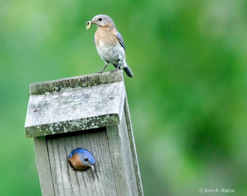 Male & Female Bluebirds feeding young