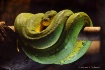 Green Tree Python