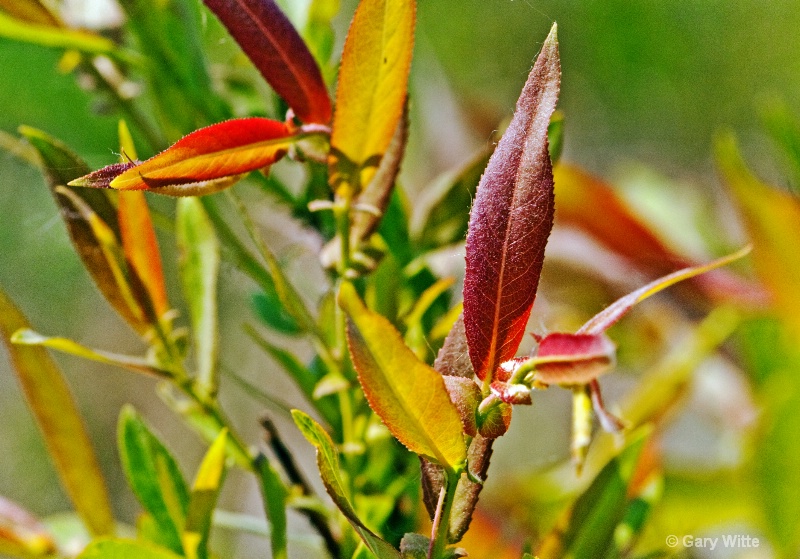 Spring Leaves