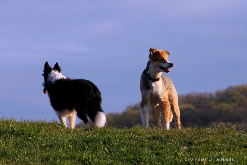 Guarding The Hill