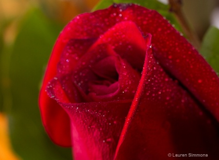 Rose Dew Drops