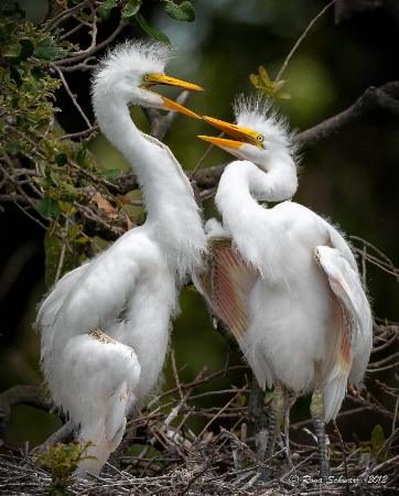 Siblings: 2nd Place Birds, Images of Nature-2012