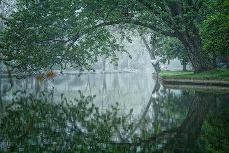 A Froggy Morning on the Creek