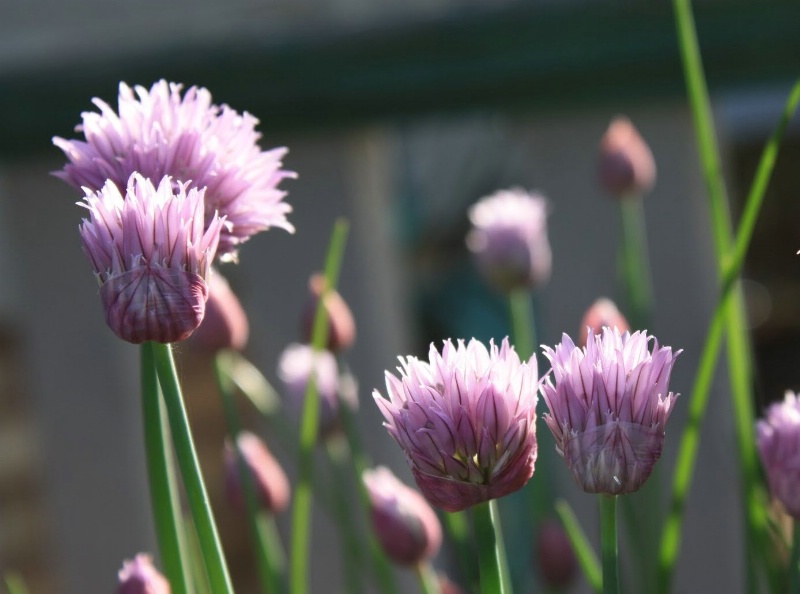 Chives