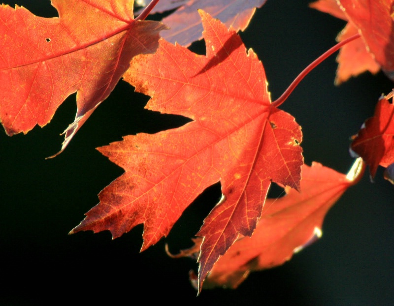 fall leaves