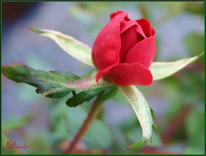 lady in Red ~