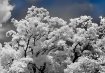 infrared tree