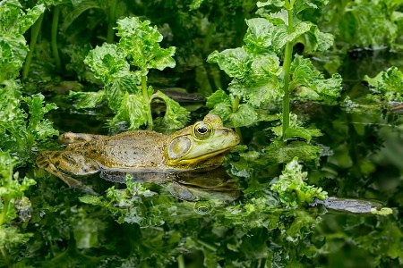 Mixed Greens