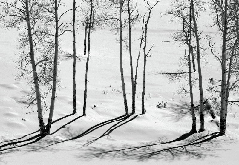 Aspen Shadows in Black and White - ID: 12992899 © Sharon L. Langfeldt