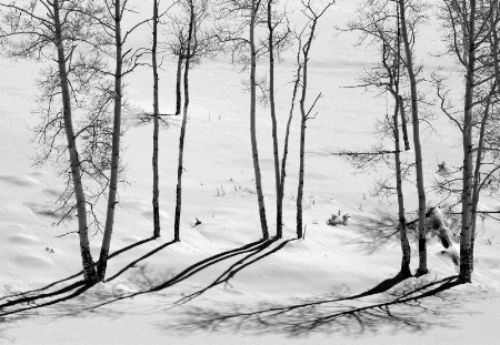 Aspen Shadows in Black and White