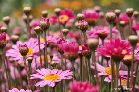 Field Of Pink