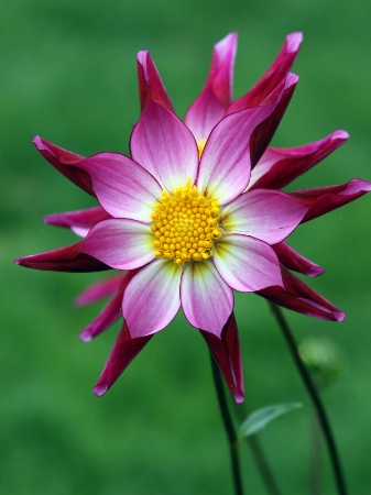 A Floral Pinwheel