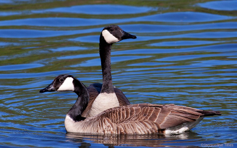 Canada Geese - ID: 12994644 © Jacqueline A. Tilles