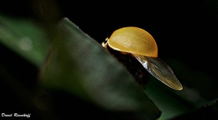 Yellow Lady Bug