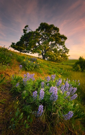 Columbia Hills