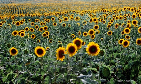 field of sunflowers